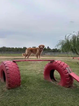PAW Forward Dog Park - Private by Booking - Manteca, CA