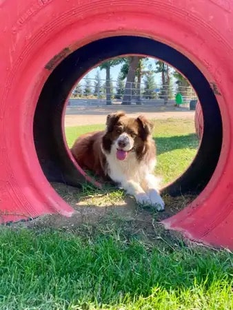 PAW Forward Dog Park - Private by Booking - Manteca, CA