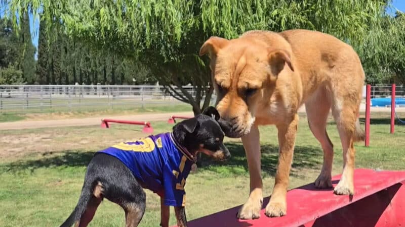 PAW Forward Dog Park - Private by Booking - Manteca, CA