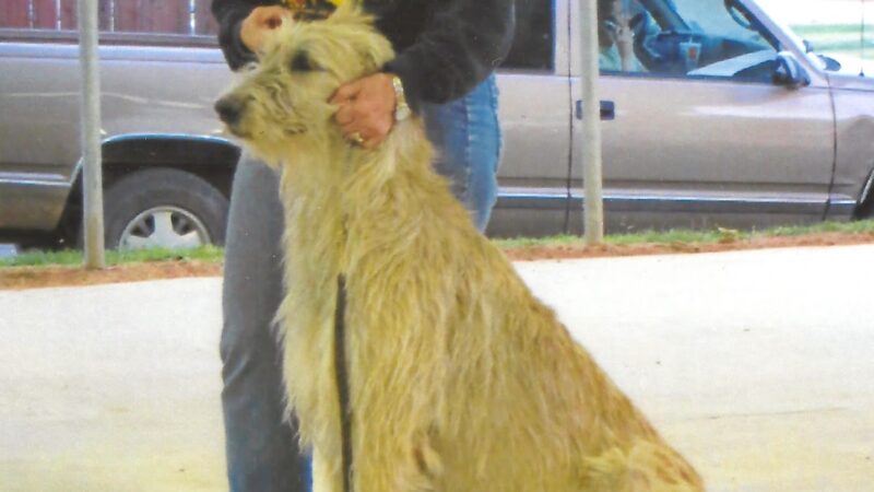 Animal Care Center - Mariposa, CA