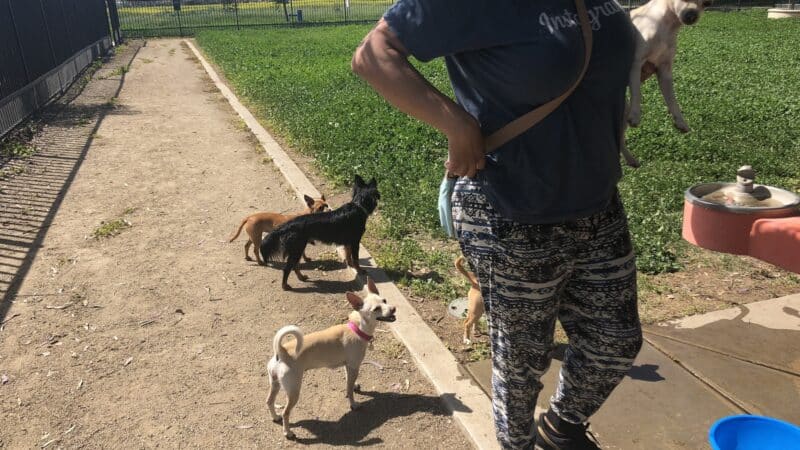 Merced Dog Park - Merced, CA