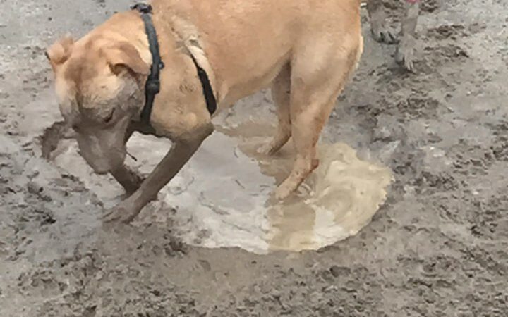 Dog Park - Modesto, CA