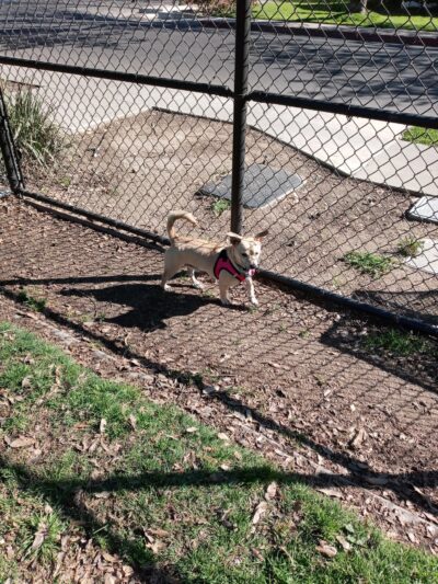 Elk Park / Modesto Dog Park - Modesto, CA