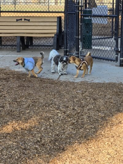 Modesto's First Dog Park - Modesto, CA