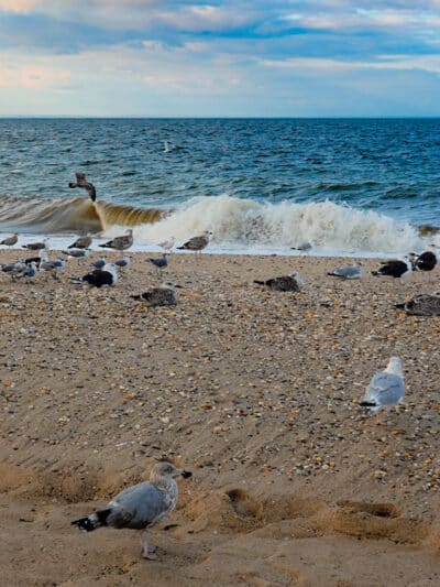 Cedar Beach Town Nature Preserve - Mt Sinai, NY