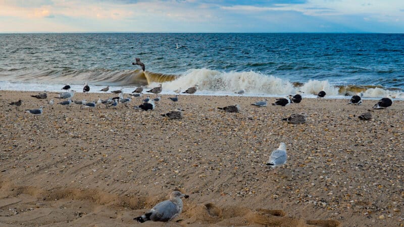 Cedar Beach Town Nature Preserve - Mt Sinai, NY