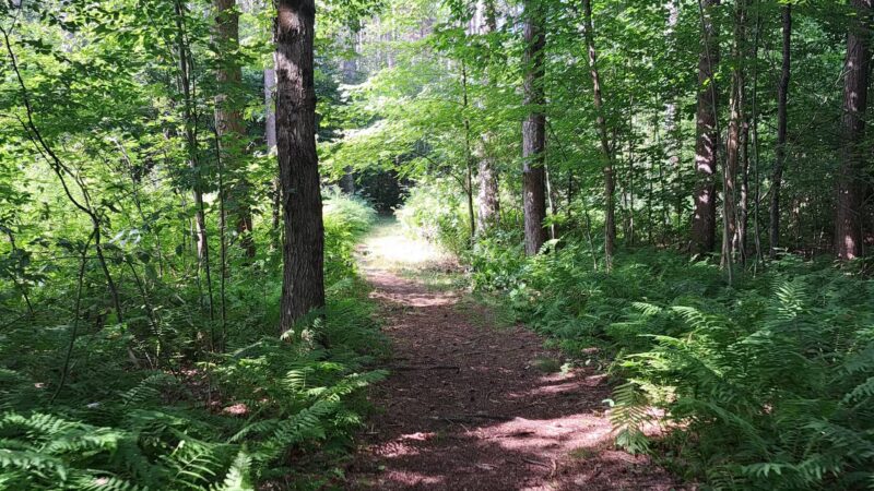Baker Woods Preserve - Natural Bridge, NY