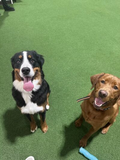 Stay and Play Indoor Dog Park, LLC - New Castle, PA