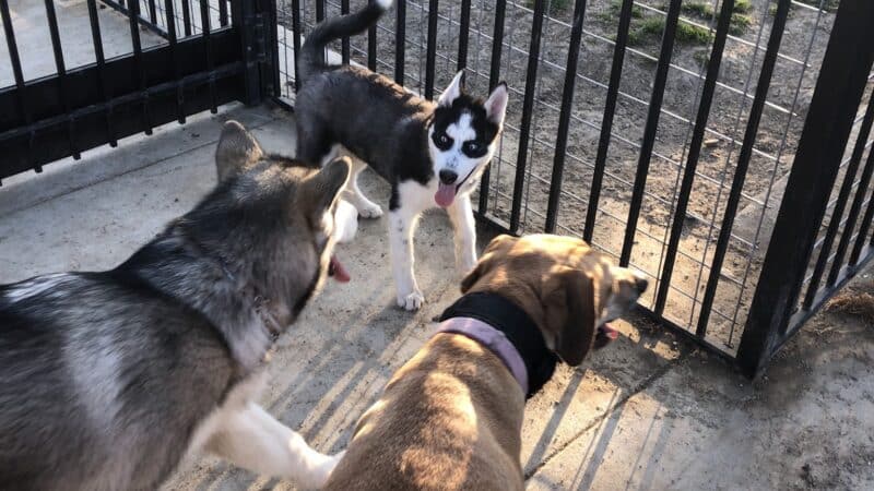 Newman Community Dog Park - Newman, CA