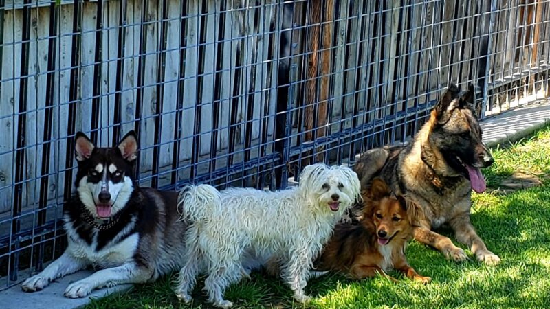 Newman Community Dog Park - Newman, CA
