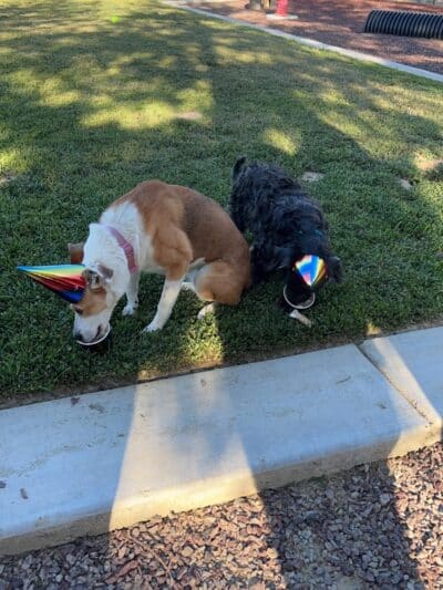 Newman Community Dog Park - Newman, CA
