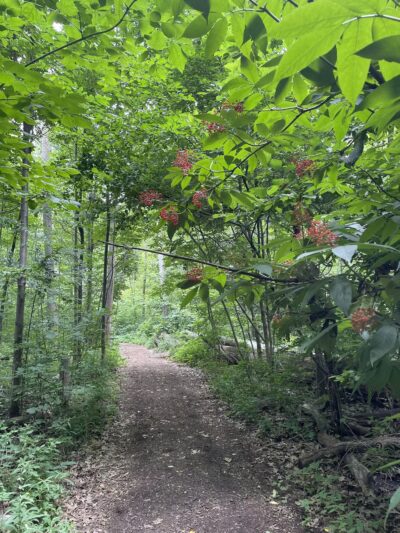 DeVeaux Woods State Park Dog Park - Niagara Falls, NY