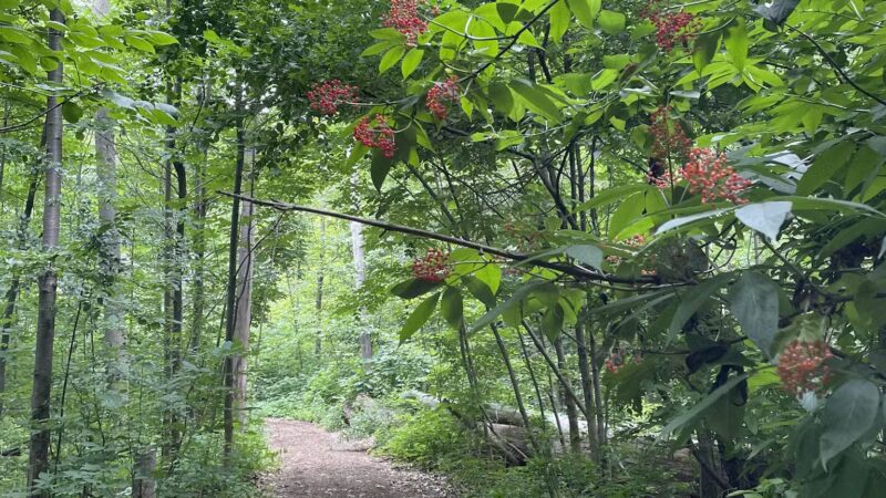 DeVeaux Woods State Park Dog Park - Niagara Falls, NY