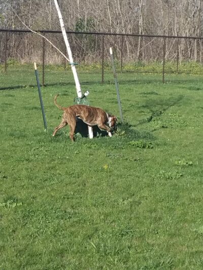 DeVeaux Woods State Park Dog Park - Niagara Falls, NY