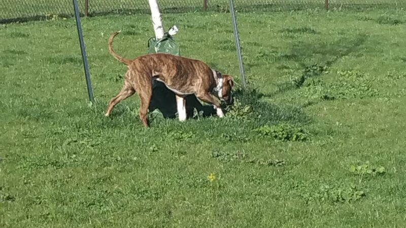 DeVeaux Woods State Park Dog Park - Niagara Falls, NY