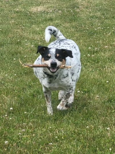 DeVeaux Woods State Park Dog Park - Niagara Falls, NY