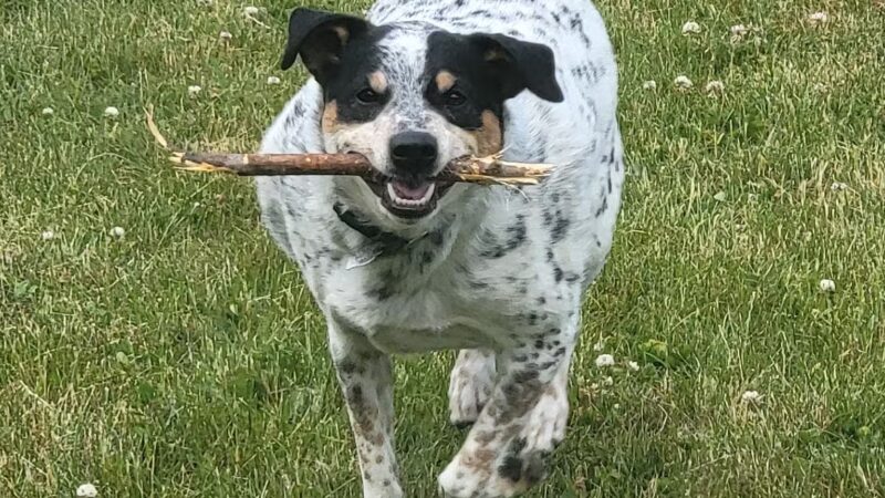 DeVeaux Woods State Park Dog Park - Niagara Falls, NY