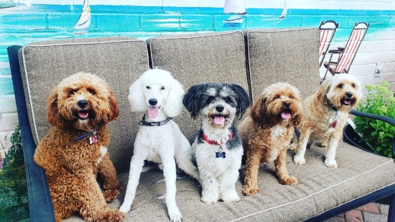 Noelle's Petsitting and Dog Boarding Service - ,