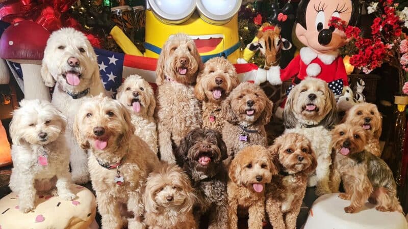 Noelle's Petsitting and Dog Boarding Service - ,