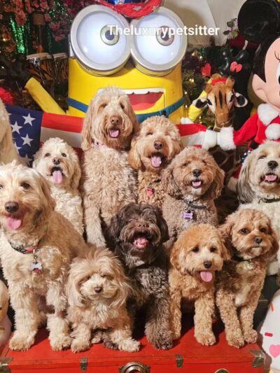 Noelle's Petsitting and Dog Boarding Service - ,