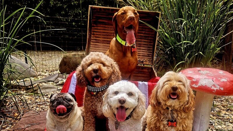 Noelle's Petsitting and Dog Boarding Service - ,