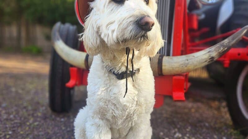 Noelle's Petsitting and Dog Boarding Service - ,