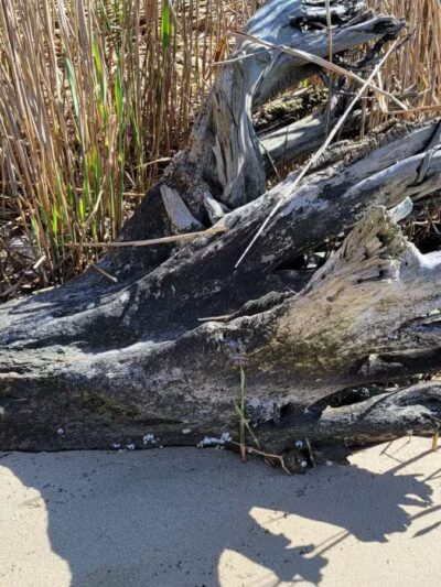 Timber Point County Park - Oakdale, NY