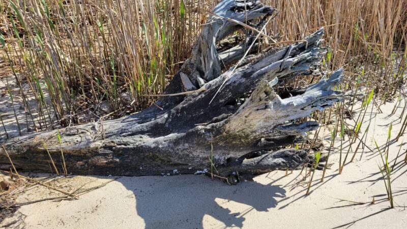 Timber Point County Park - Oakdale, NY
