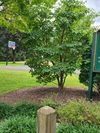 Faber Park - Paramus, NJ
