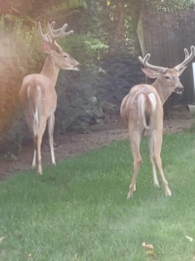 McEllen Park - Paramus, NJ