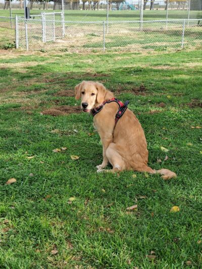 Patterson Dog Park - Patterson, CA