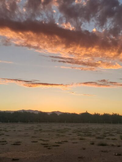 Patterson Dog Park - Patterson, CA