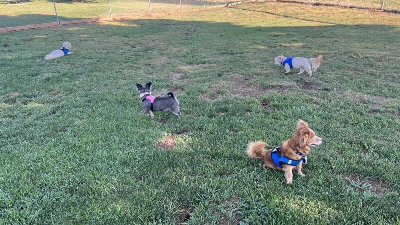 Patterson Dog Park - Patterson, CA