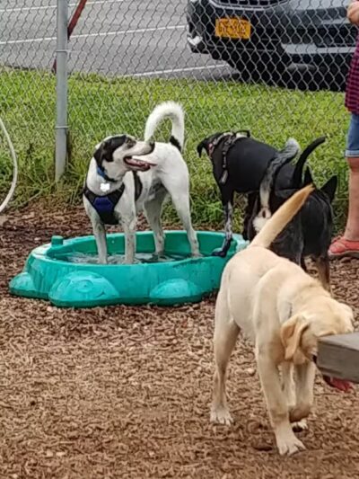 Southold Dog Park - Peconic, NY