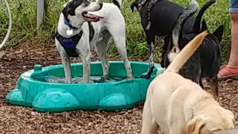 Southold Dog Park - Peconic, NY