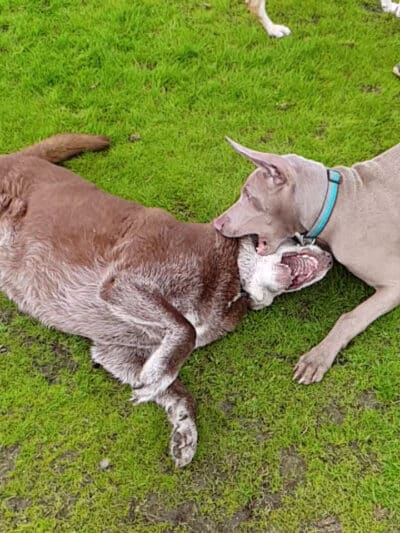 Rocky Memorial Dog Park - Petaluma, CA