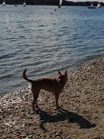 Port Jefferson Dog Beach - Port Jefferson, NY