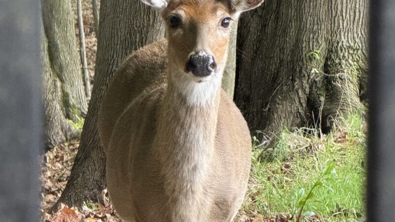 Ridgefield Nature Center - Ridgefield, NJ