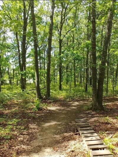 Laurel Ridge Setauket Woods Nature Preserve - Setauket- East Setauket, NY