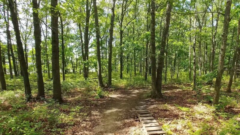 Laurel Ridge Setauket Woods Nature Preserve - Setauket- East Setauket, NY
