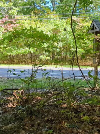 Laurel Ridge Setauket Woods Nature Preserve - Setauket- East Setauket, NY