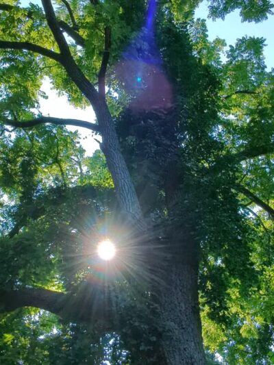 Setauket Greenway Trail - Setauket- East Setauket, NY