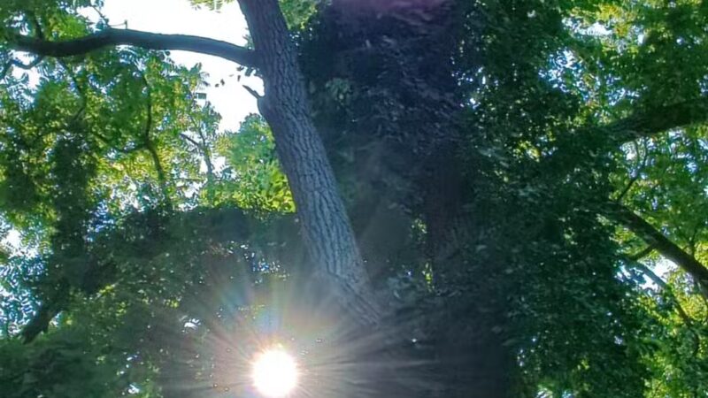 Setauket Greenway Trail - Setauket- East Setauket, NY