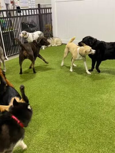 The Social Hound Dog Park and Hotel - Setauket- East Setauket, NY