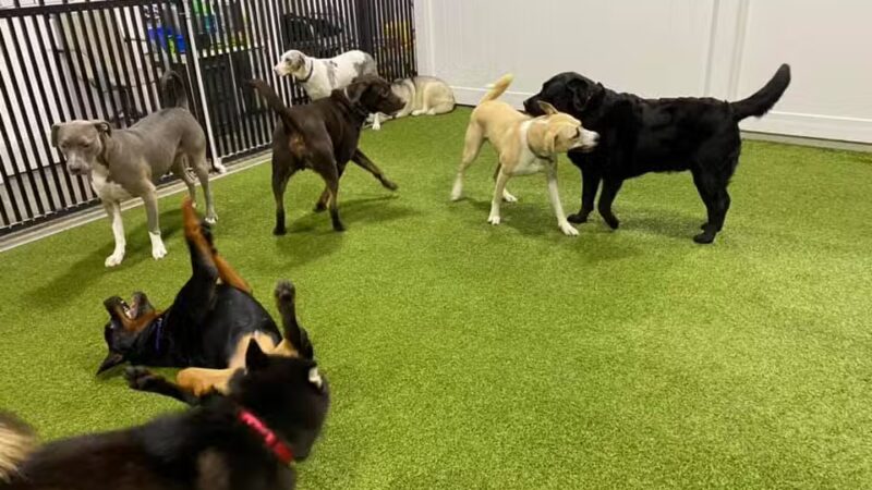 The Social Hound Dog Park and Hotel - Setauket- East Setauket, NY