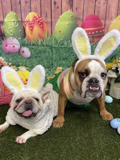 The Social Hound Dog Park and Hotel - Setauket- East Setauket, NY