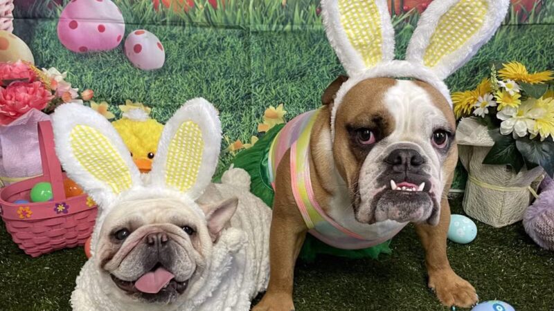 The Social Hound Dog Park and Hotel - Setauket- East Setauket, NY