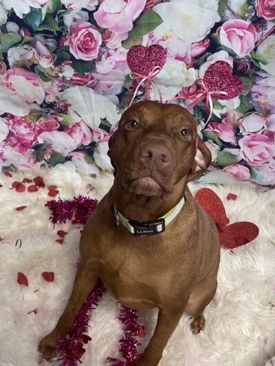 The Social Hound Dog Park and Hotel - Setauket- East Setauket, NY