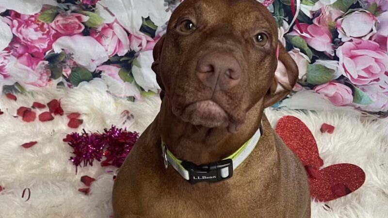 The Social Hound Dog Park and Hotel - Setauket- East Setauket, NY