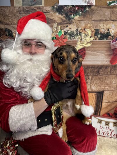 The Social Hound Dog Park and Hotel - Setauket- East Setauket, NY